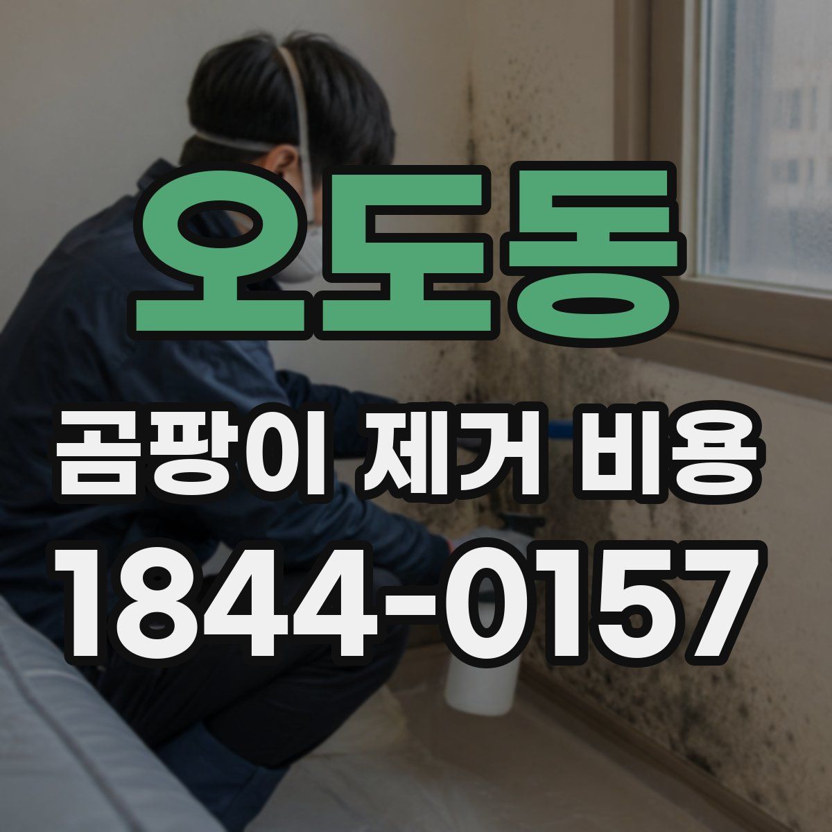 오도동 곰팡이 제거 비용