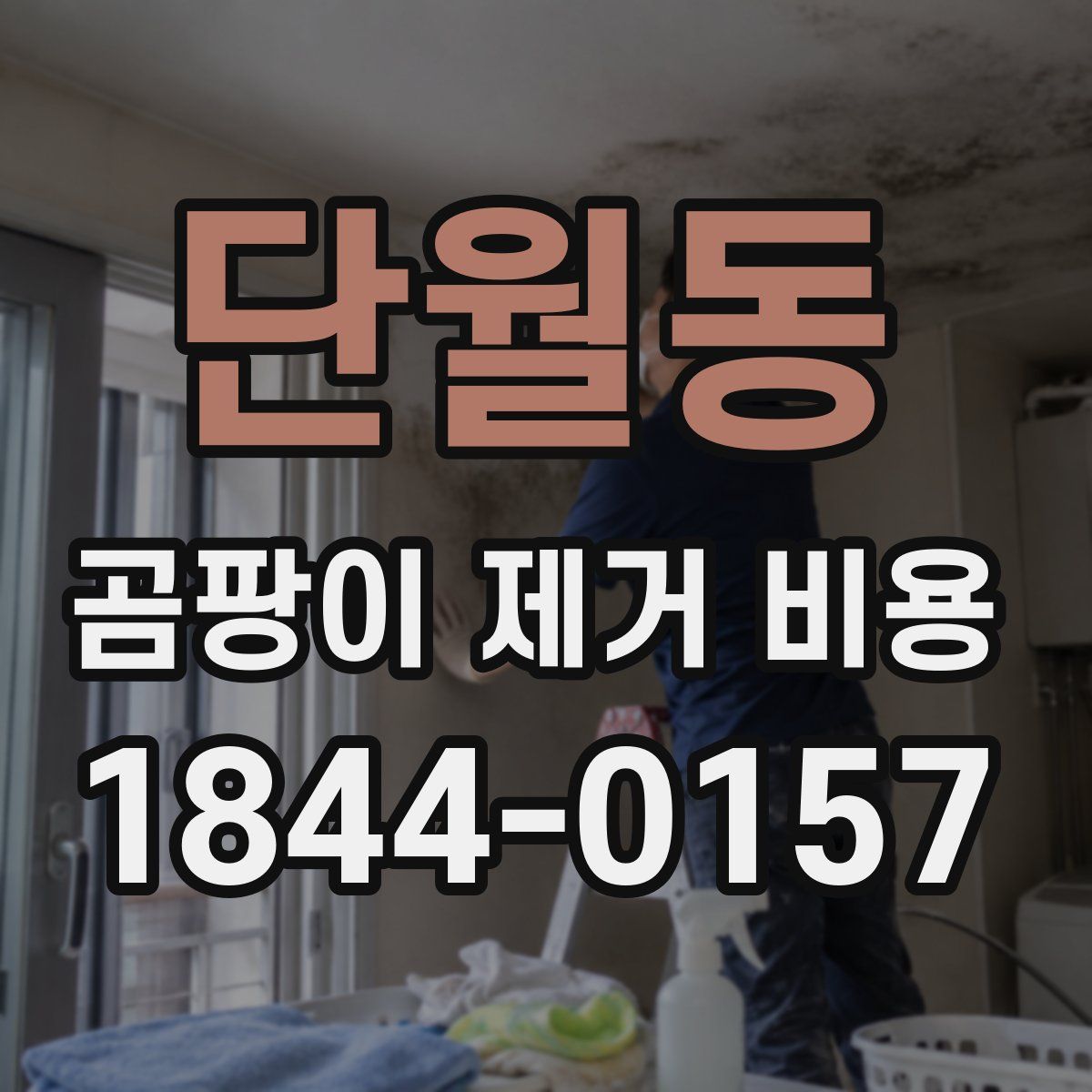 단월동 곰팡이 제거 비용