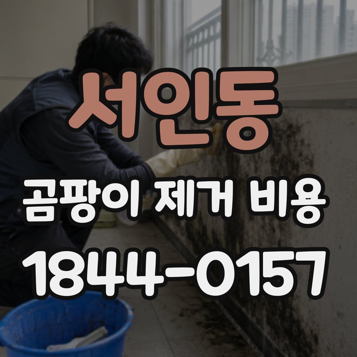 서인동 곰팡이 제거 비용