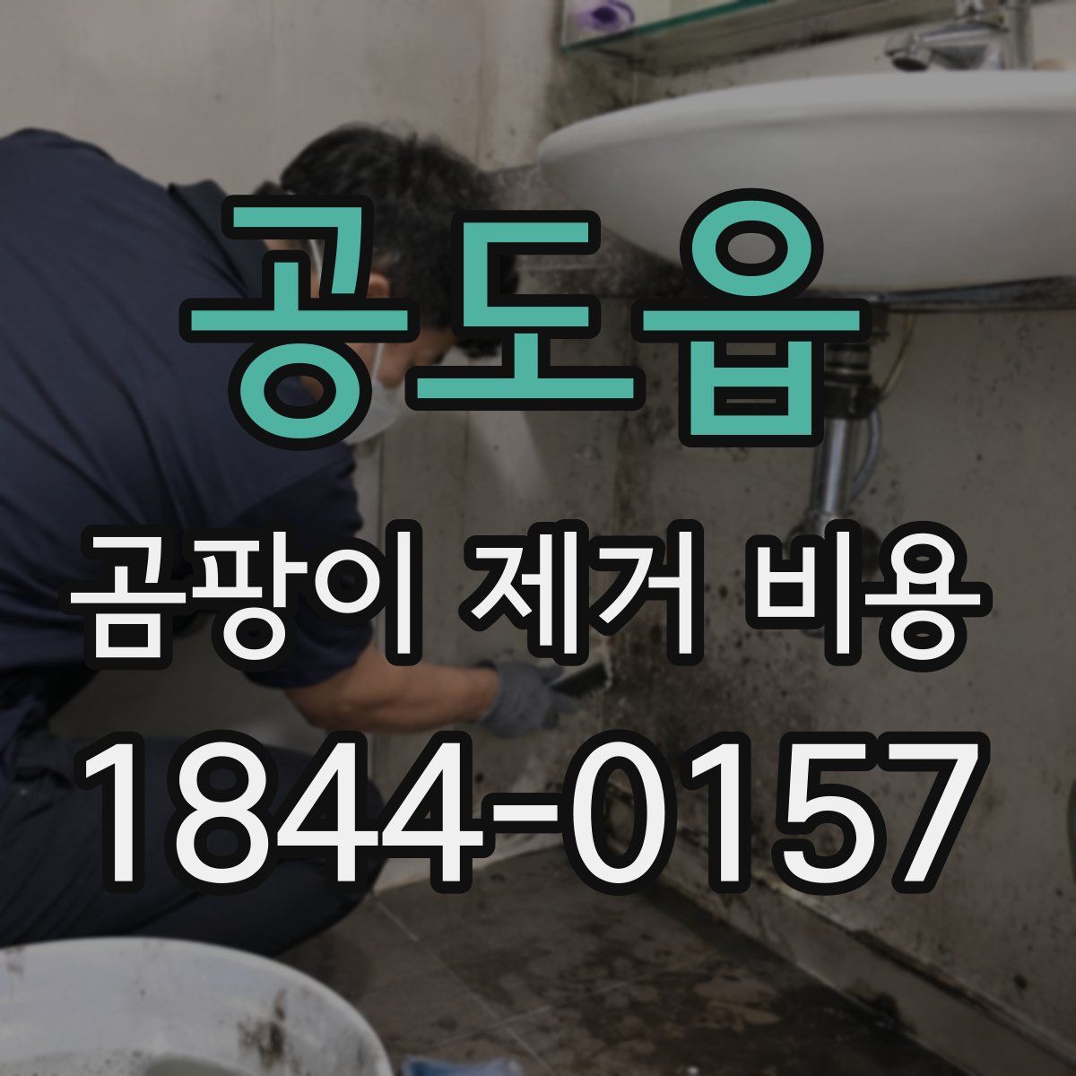 공도읍 곰팡이 제거 비용