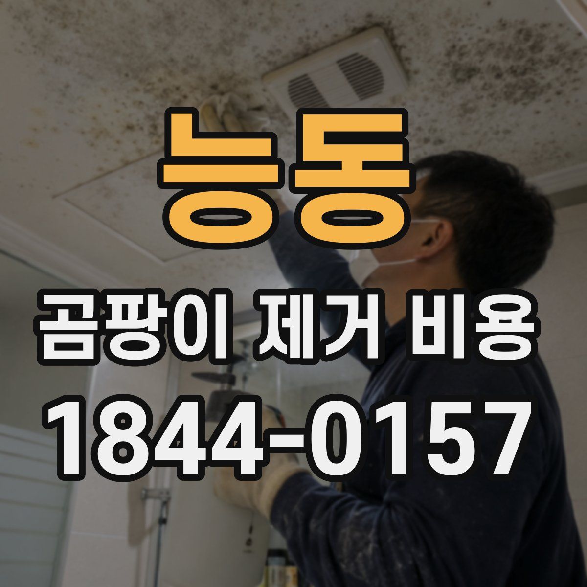능동 곰팡이 제거 비용