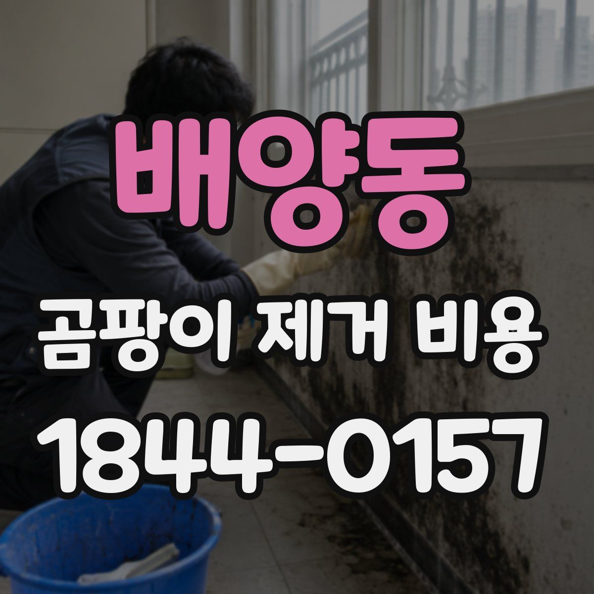 배양동 곰팡이 제거 비용