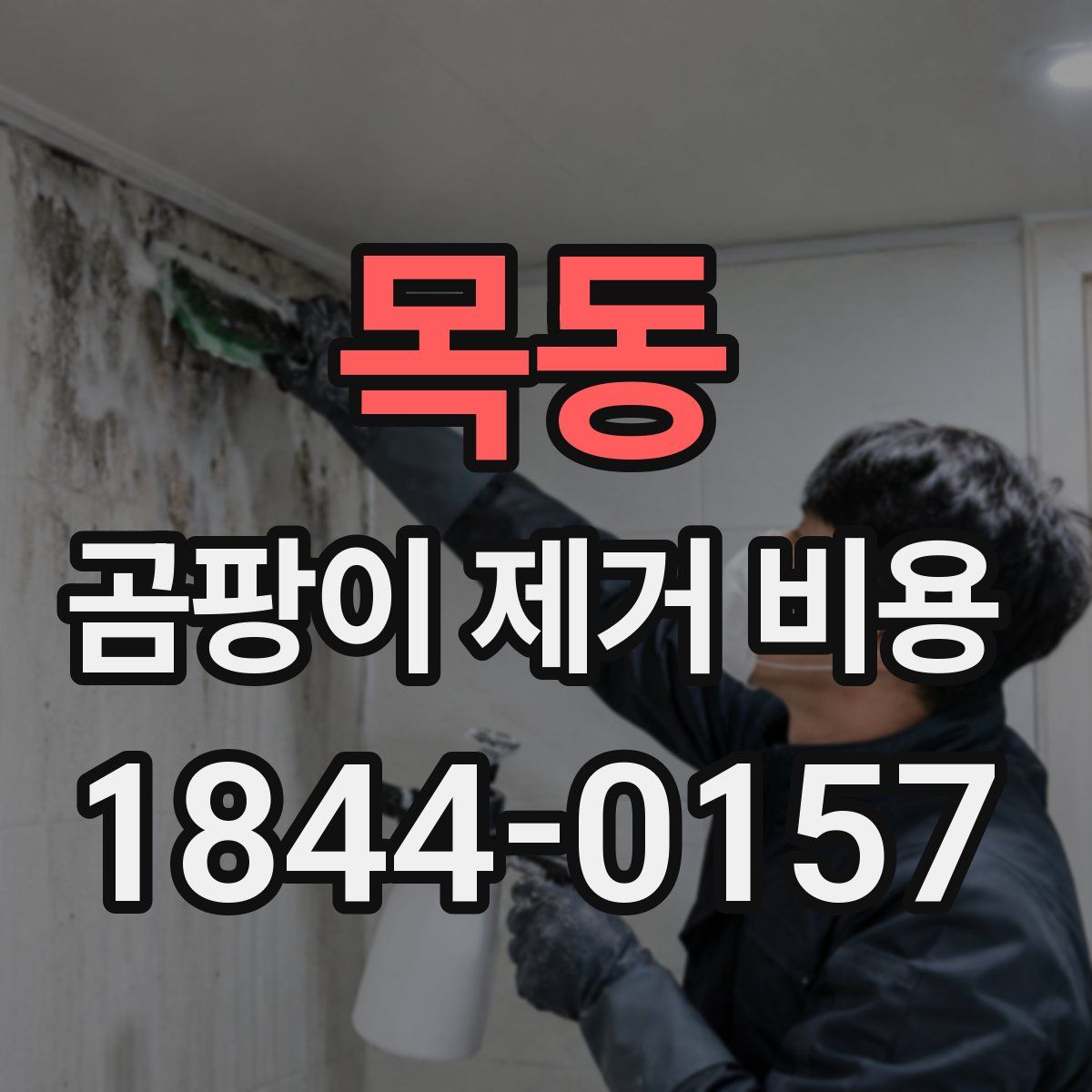 목동 곰팡이 제거 비용