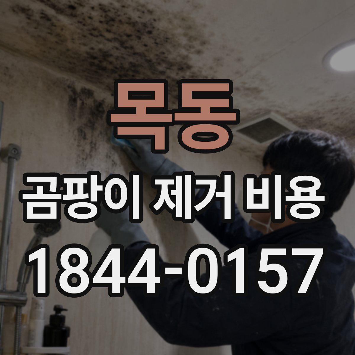 목동 곰팡이 제거 비용