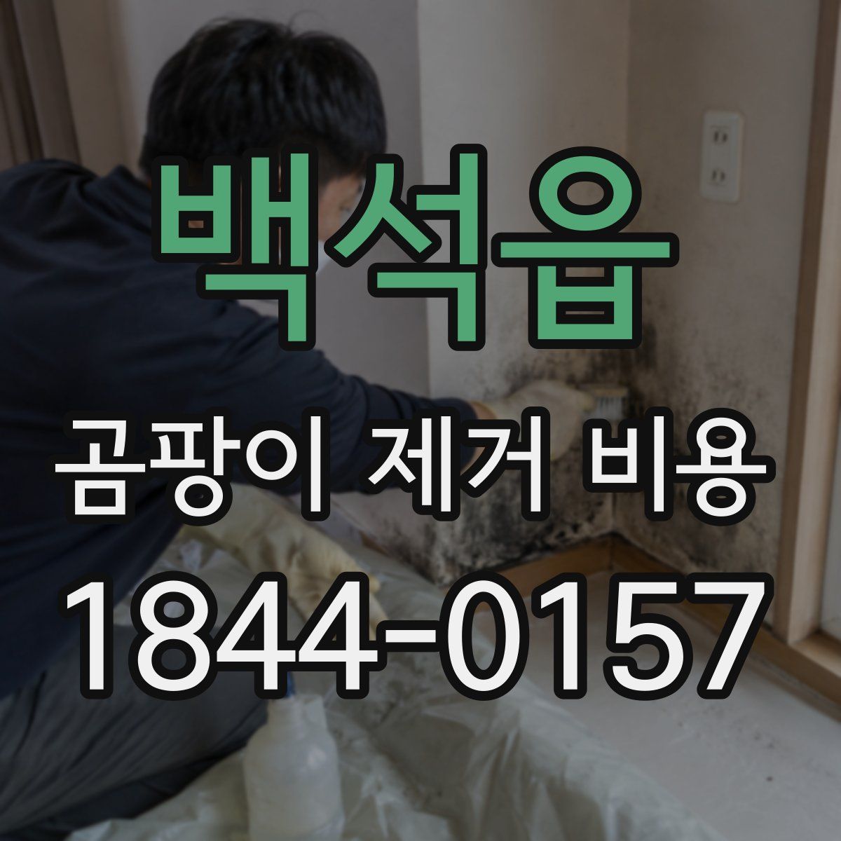 백석읍 곰팡이 제거 비용