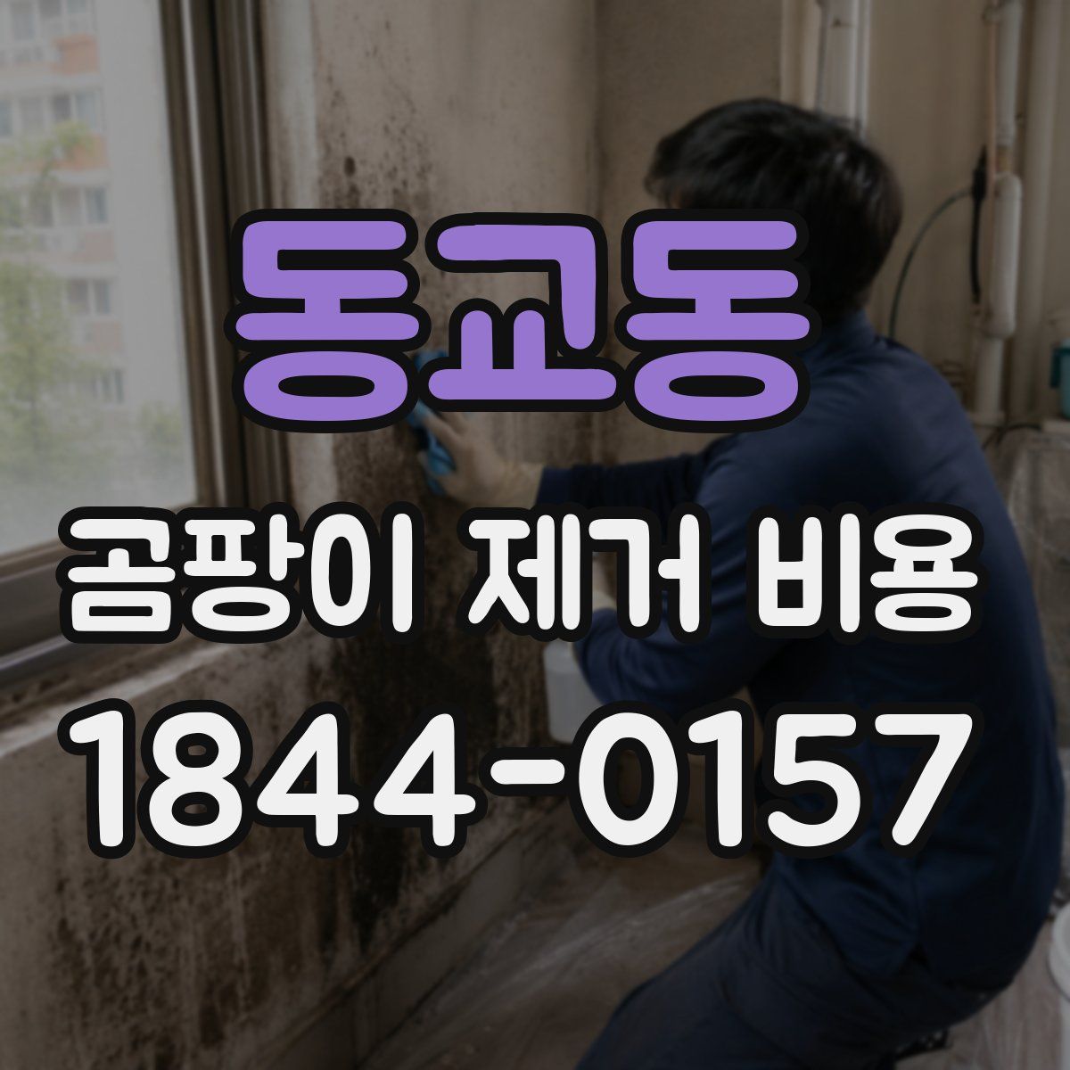 동교동 곰팡이 제거 비용