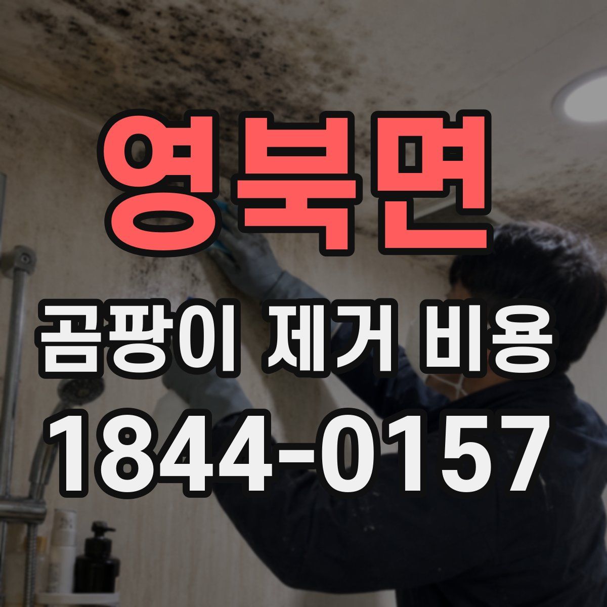 영북면 곰팡이 제거 비용