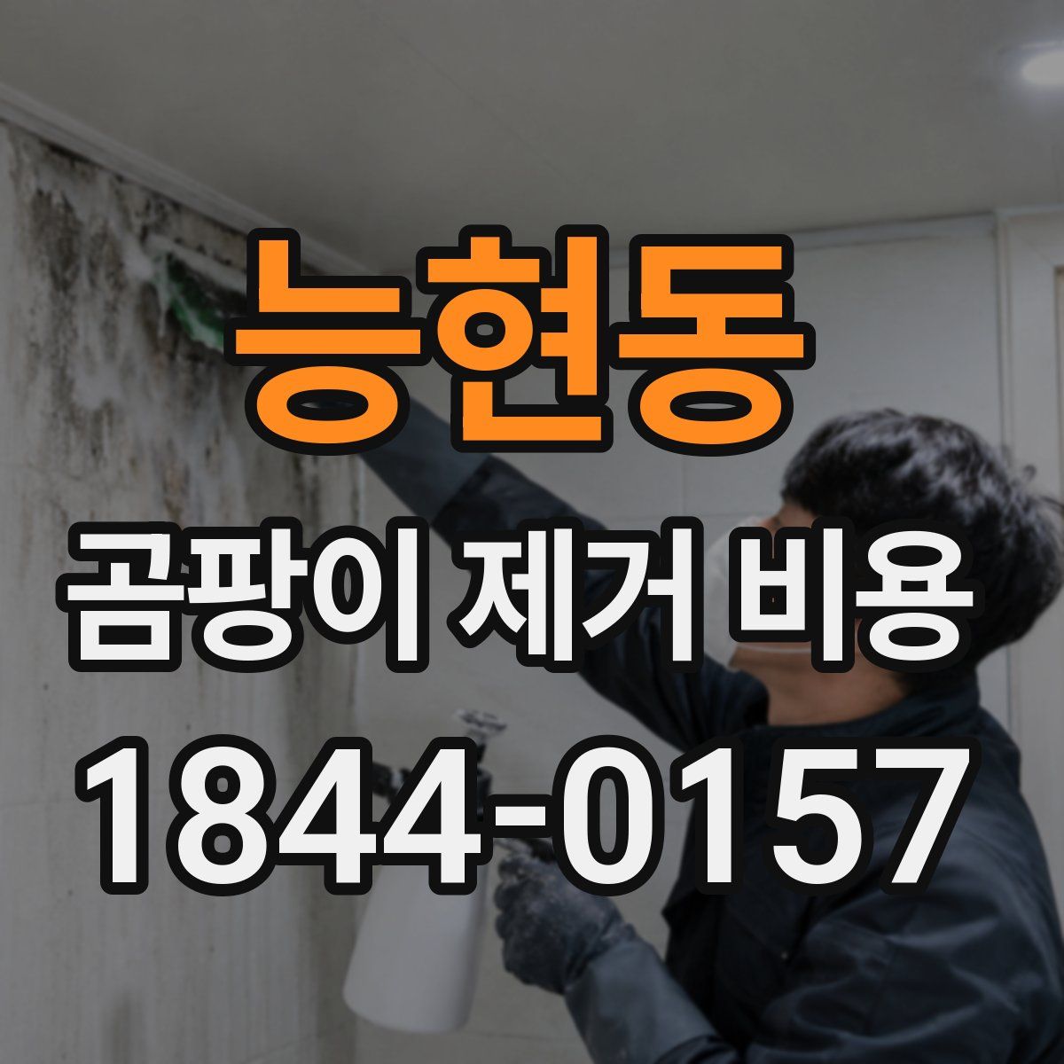 능현동 곰팡이 제거 비용