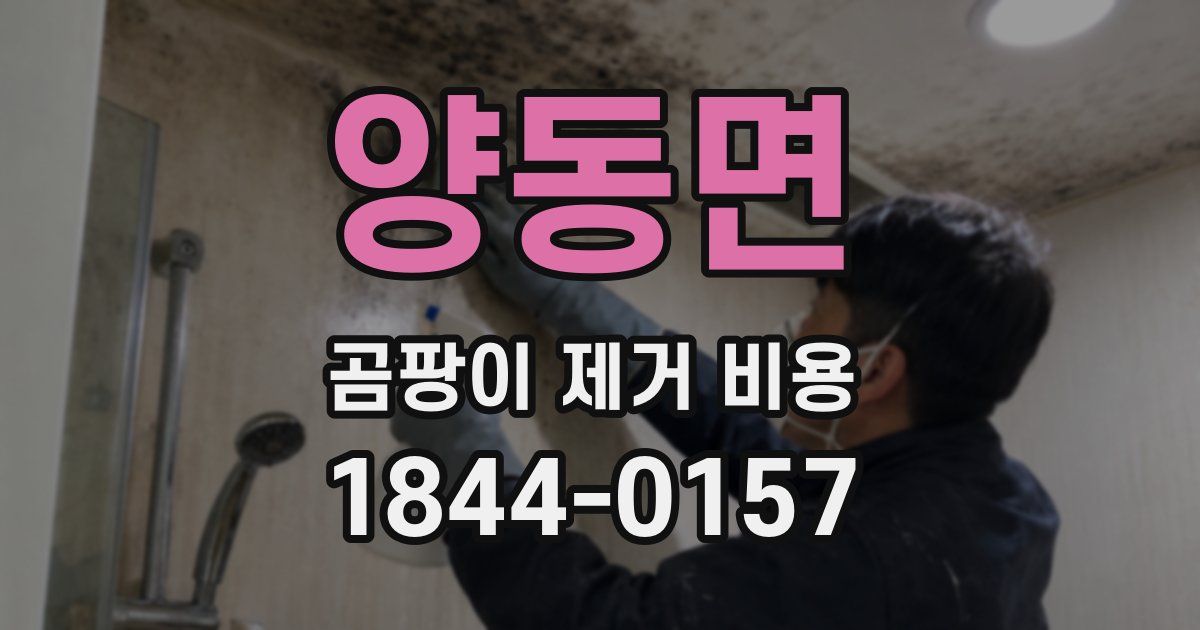 양동면 곰팡이 제거 비용