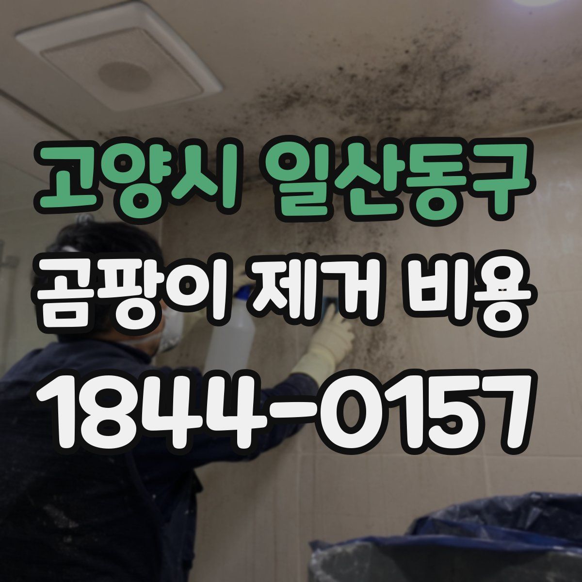 고양시 일산동구 곰팡이 제거 비용
