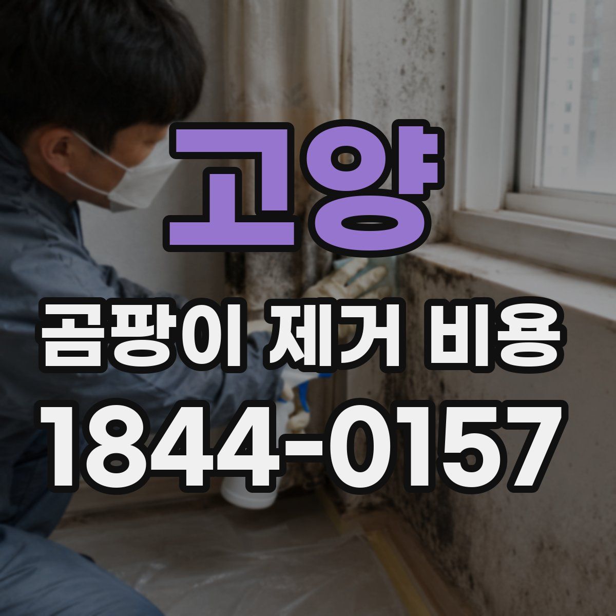 고양 곰팡이 제거 비용