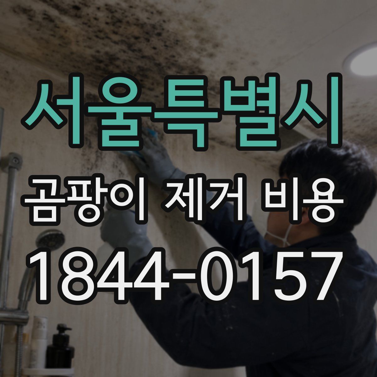 서울특별시 곰팡이 제거 비용