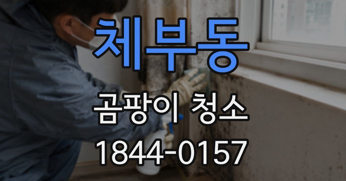 체부동 곰팡이 청소