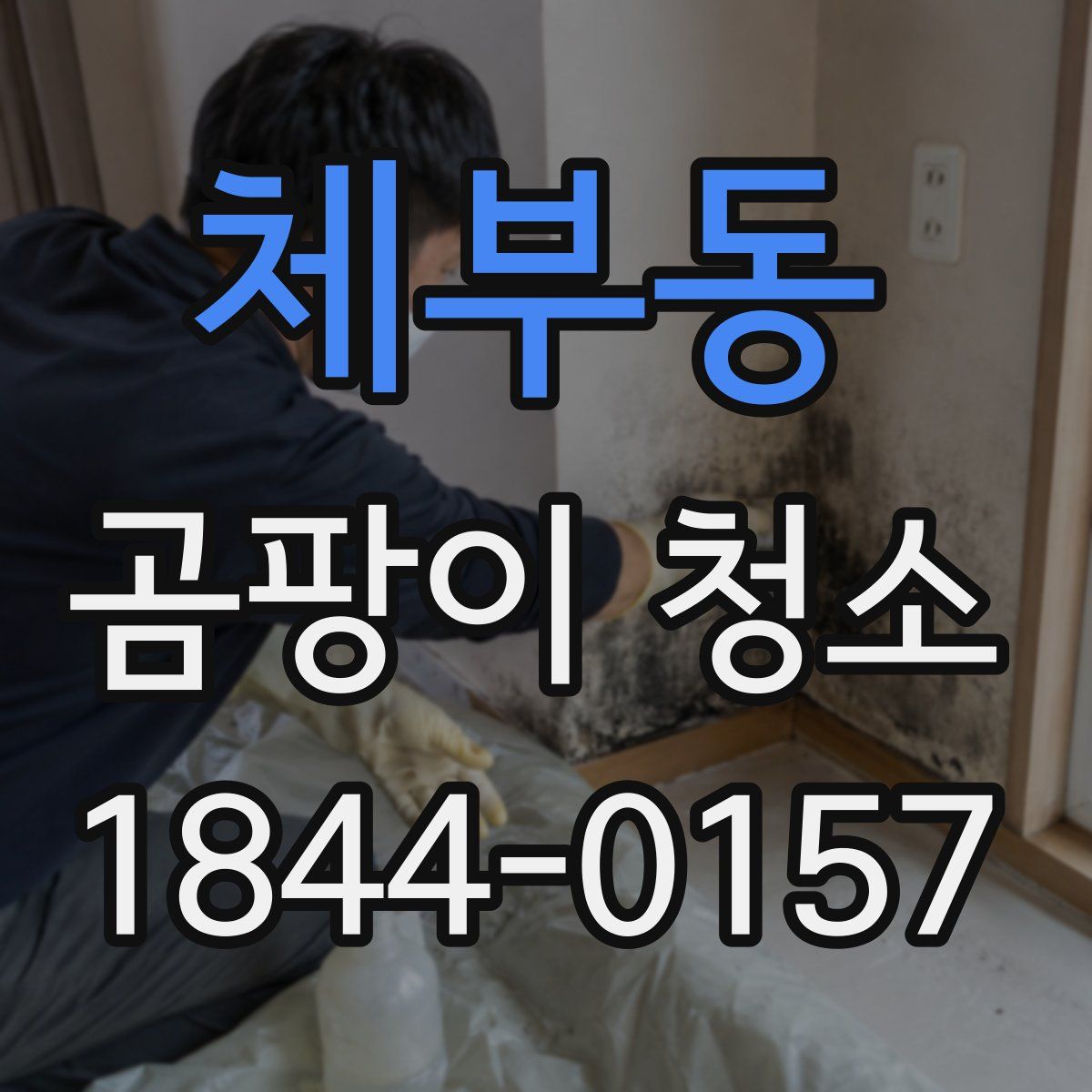 체부동 곰팡이 청소