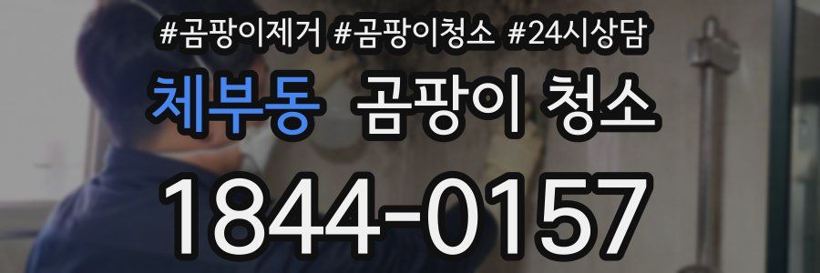 체부동 곰팡이 청소