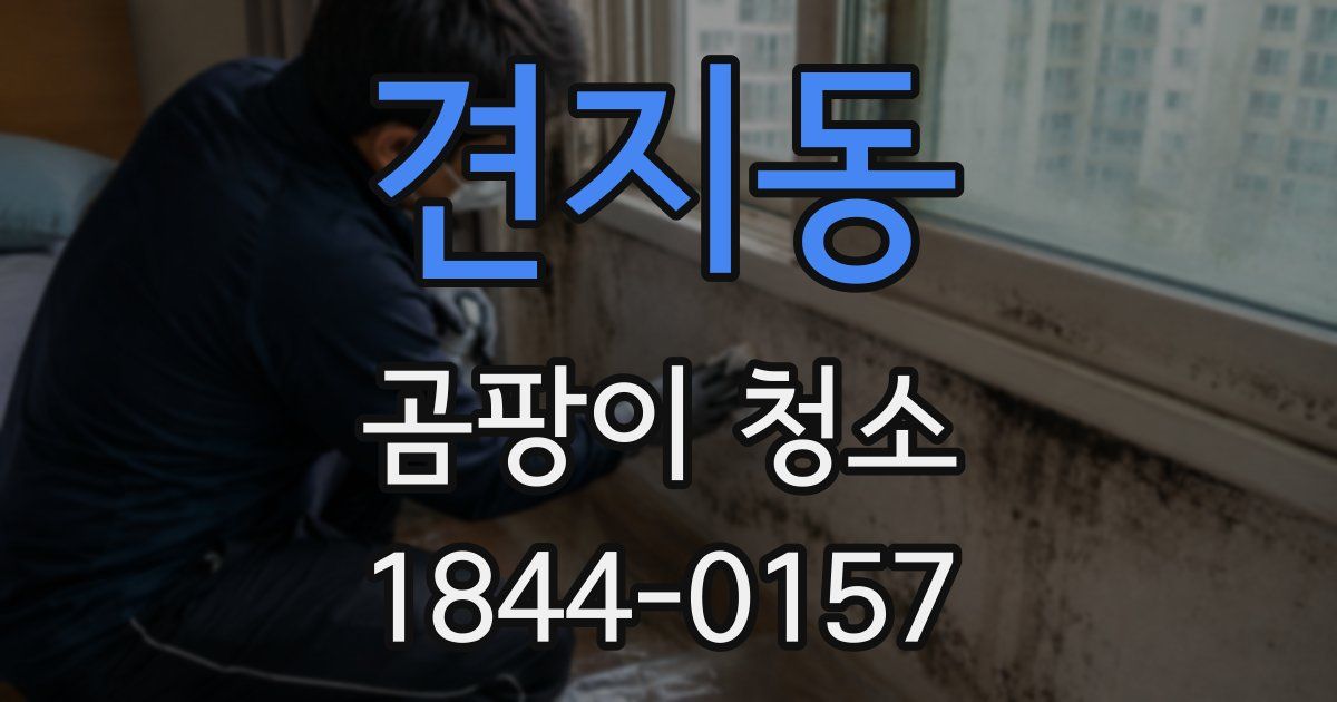 견지동 곰팡이 청소