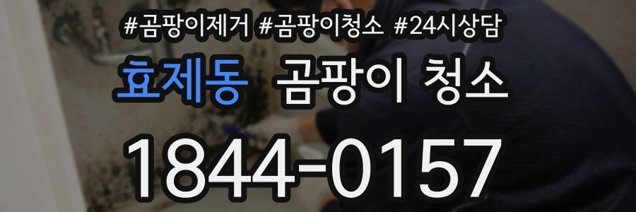 효제동 곰팡이 청소