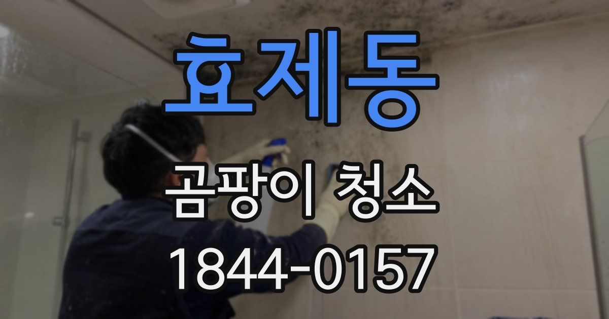 효제동 곰팡이 청소