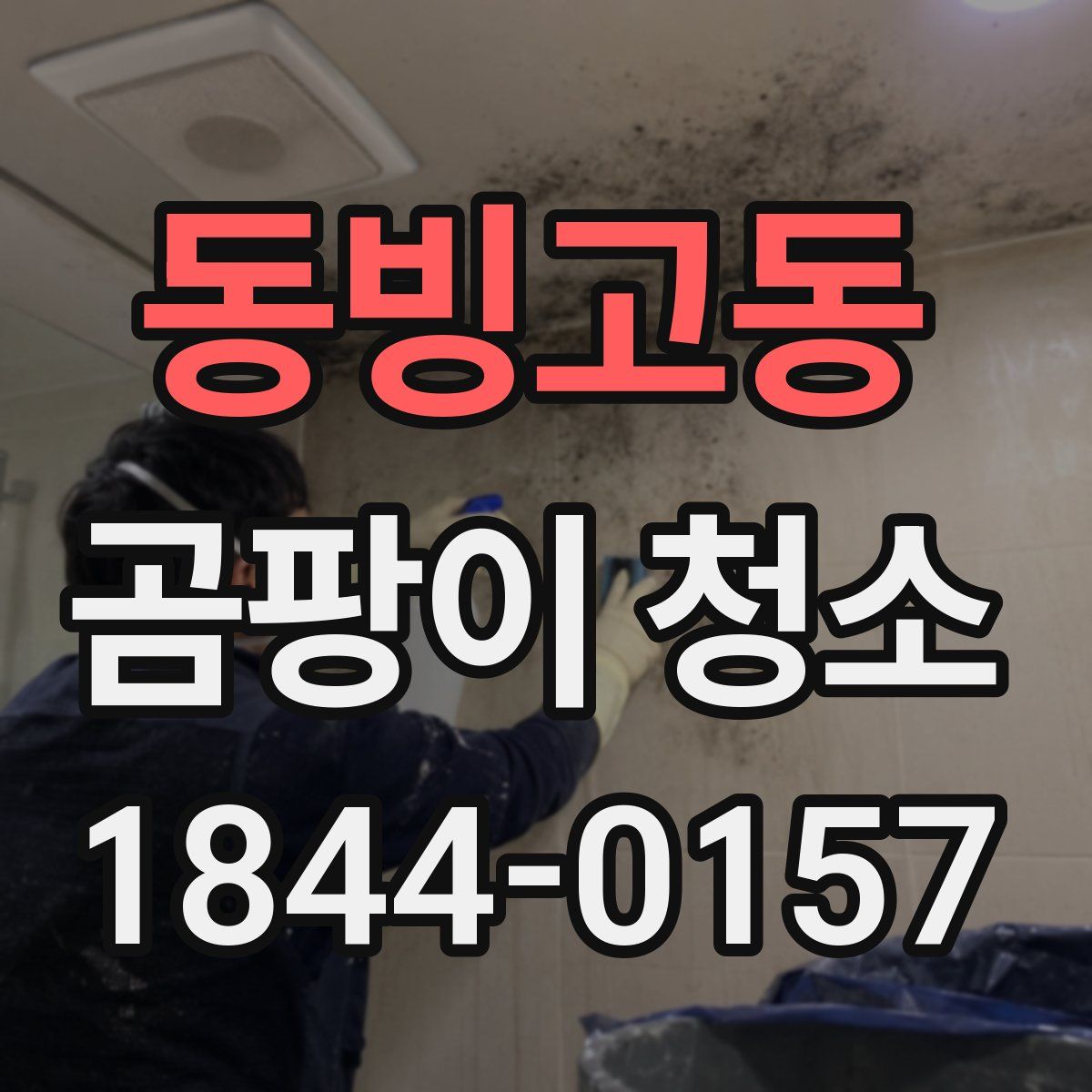 동빙고동 곰팡이 청소