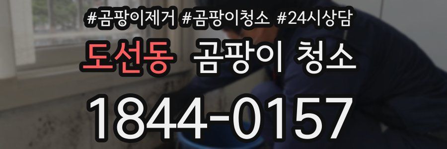 도선동 곰팡이 청소