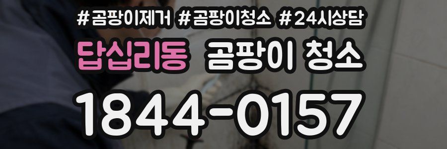 답십리동 곰팡이 청소
