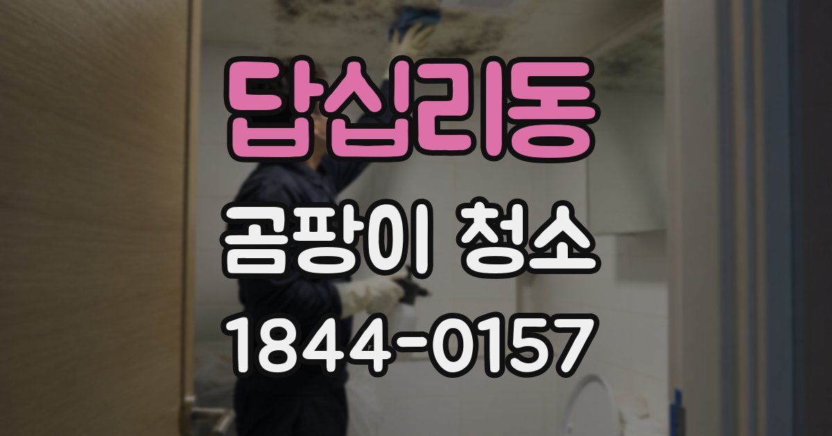 답십리동 곰팡이 청소