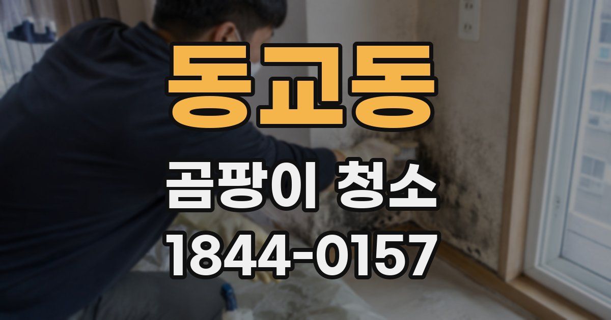 동교동 곰팡이 청소
