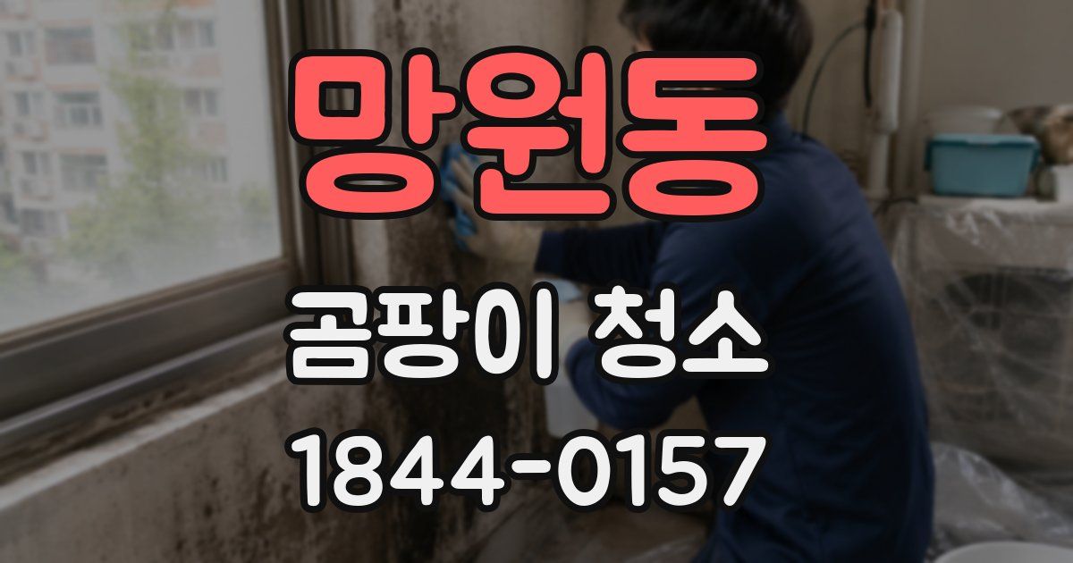 망원동 곰팡이 청소