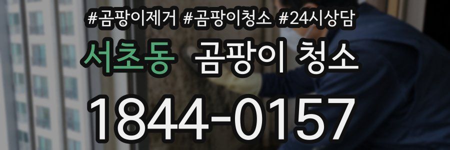서초동 곰팡이 청소