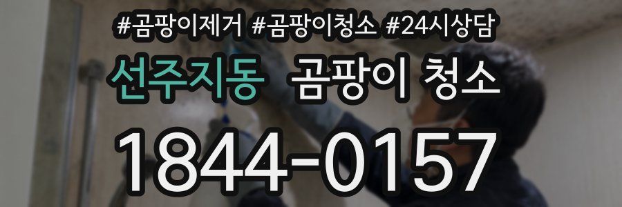 선주지동 곰팡이 청소