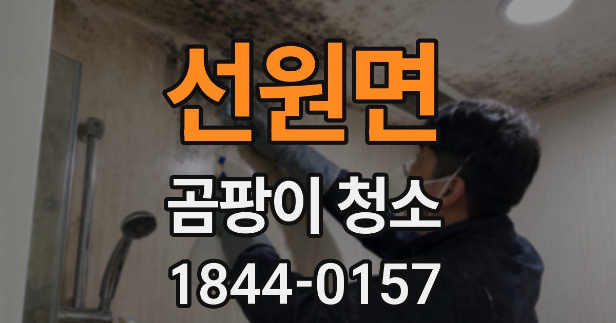 선원면 곰팡이 청소
