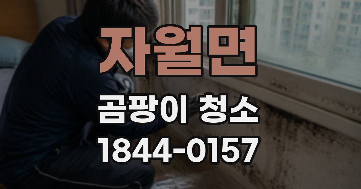 자월면 곰팡이 청소