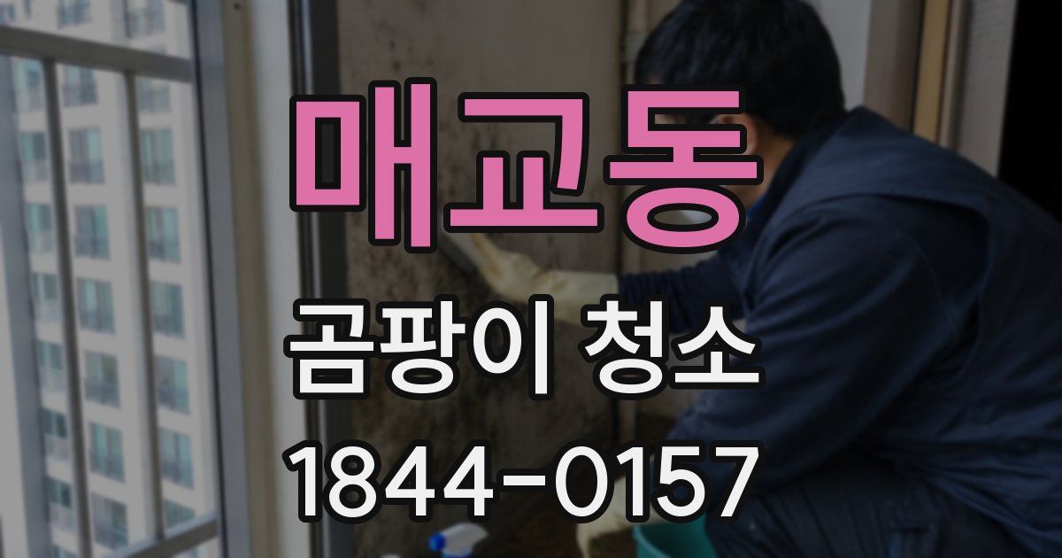 매교동 곰팡이 청소