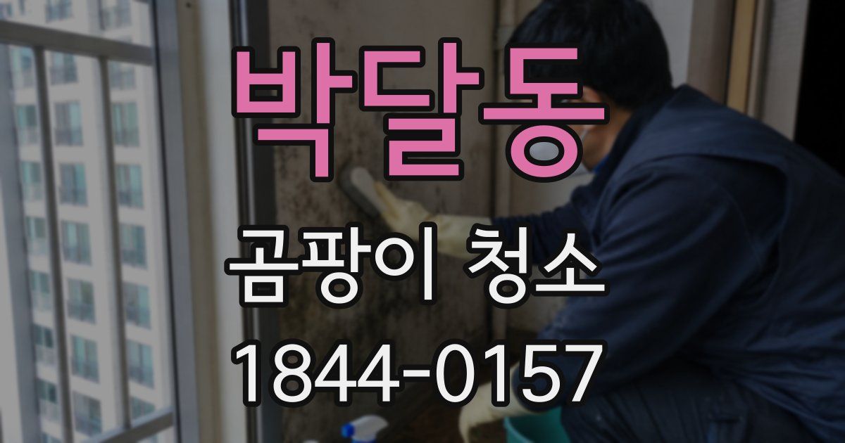 박달동 곰팡이 청소