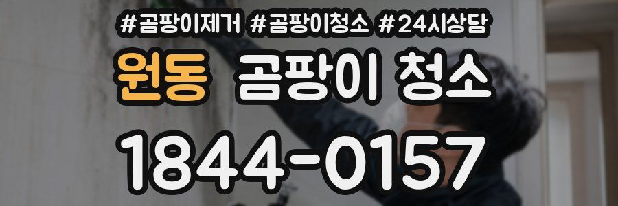 원동 곰팡이 청소