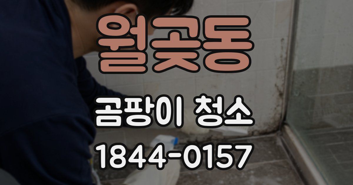 월곶동 곰팡이 청소