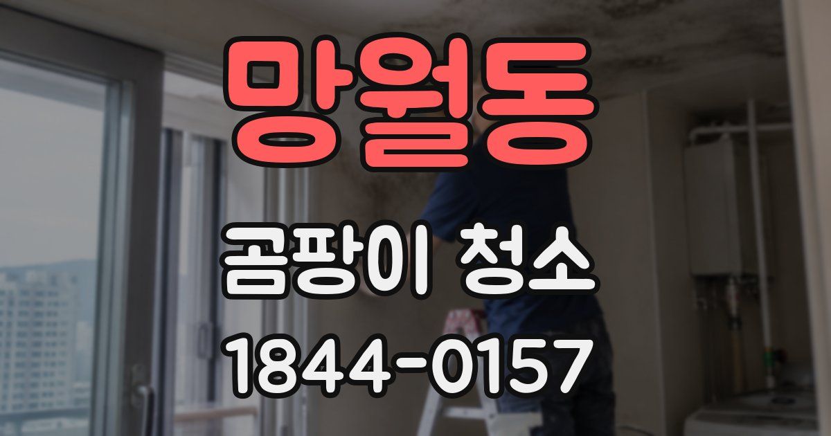 망월동 곰팡이 청소