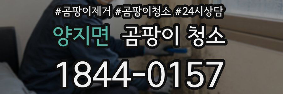 양지면 곰팡이 청소