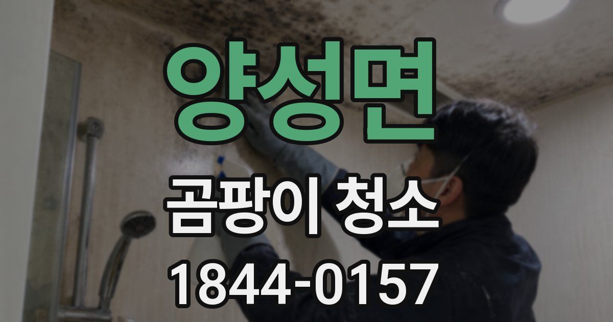 양성면 곰팡이 청소
