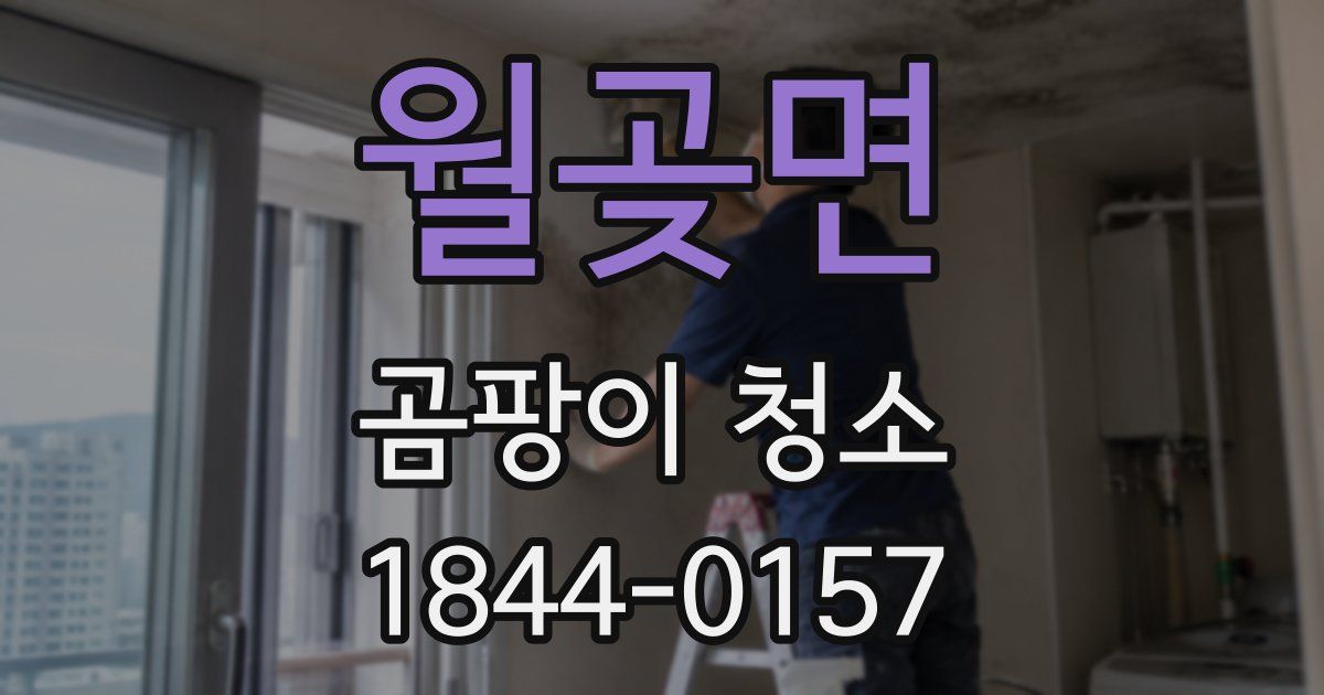 월곶면 곰팡이 청소