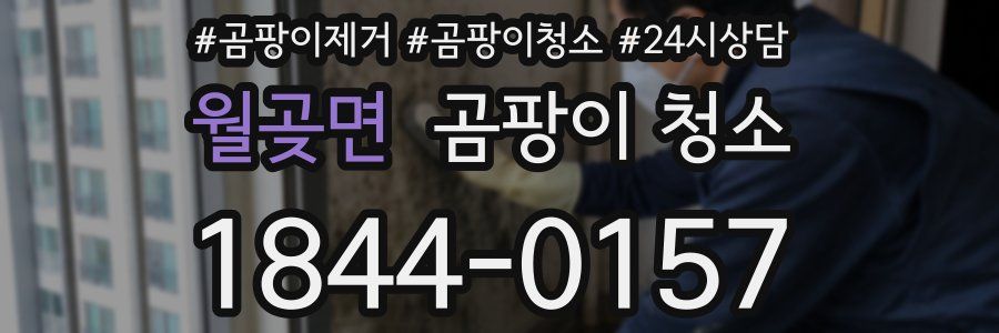 월곶면 곰팡이 청소
