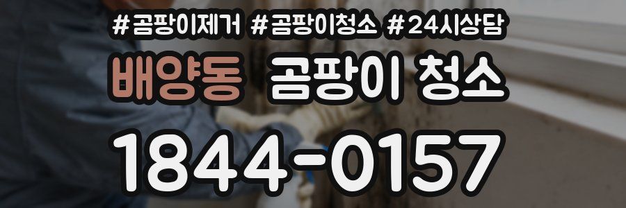 배양동 곰팡이 청소