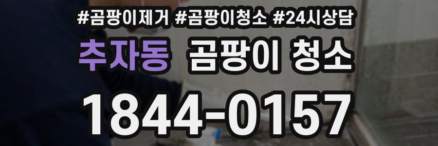 추자동 곰팡이 청소