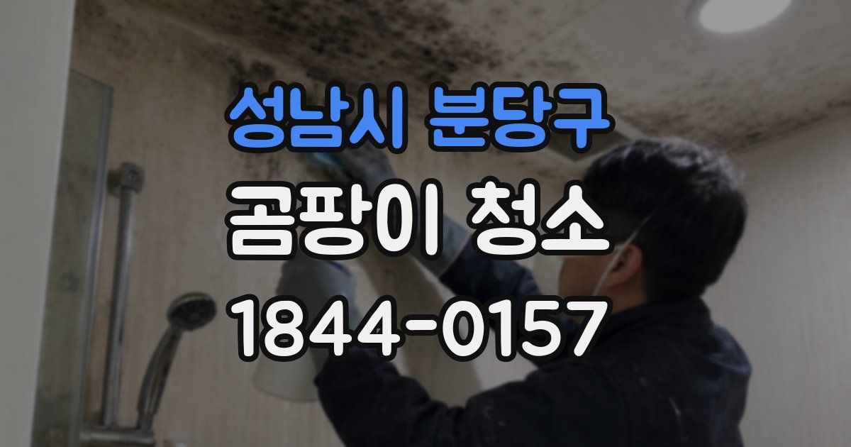 성남시 분당구 곰팡이 청소