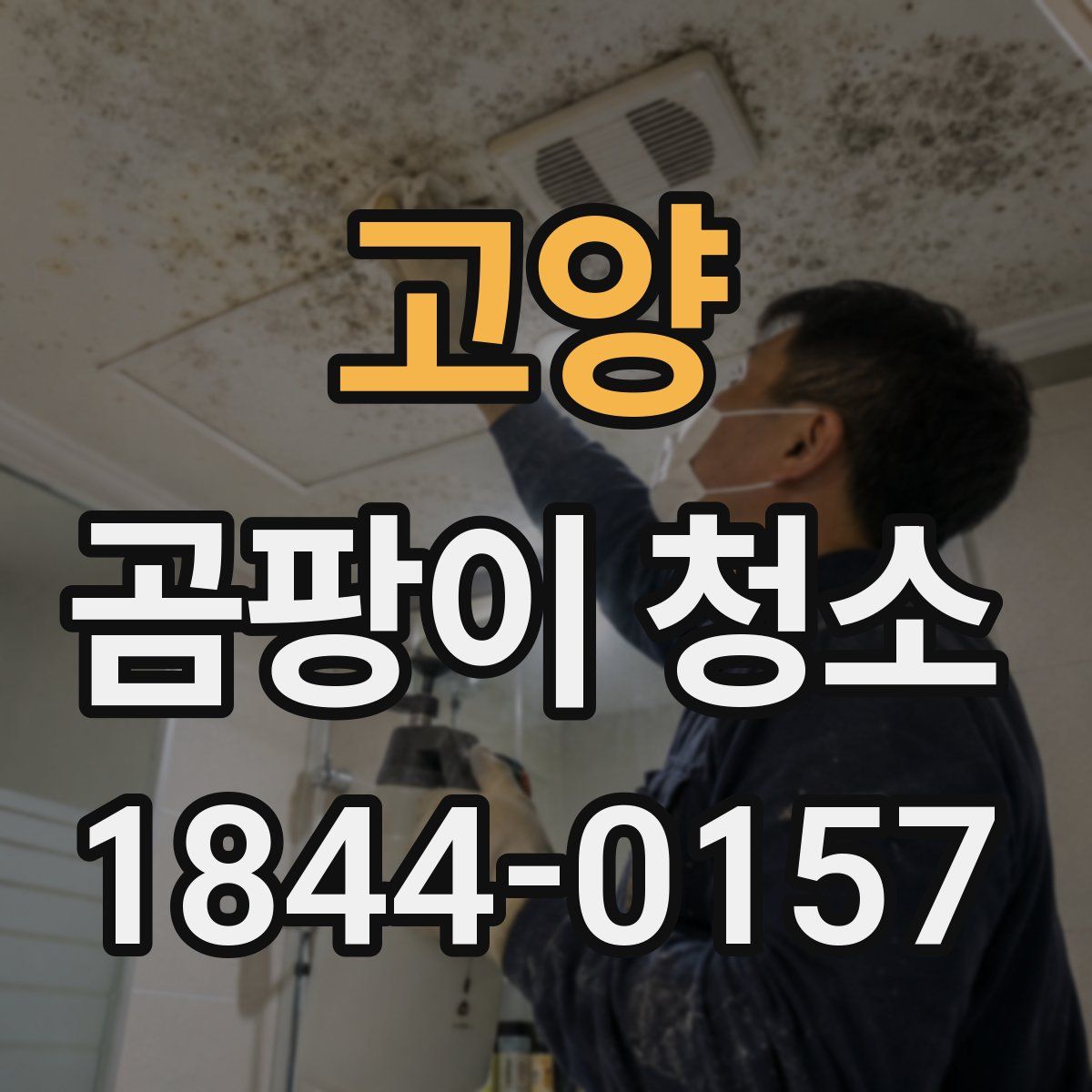 고양 곰팡이 청소