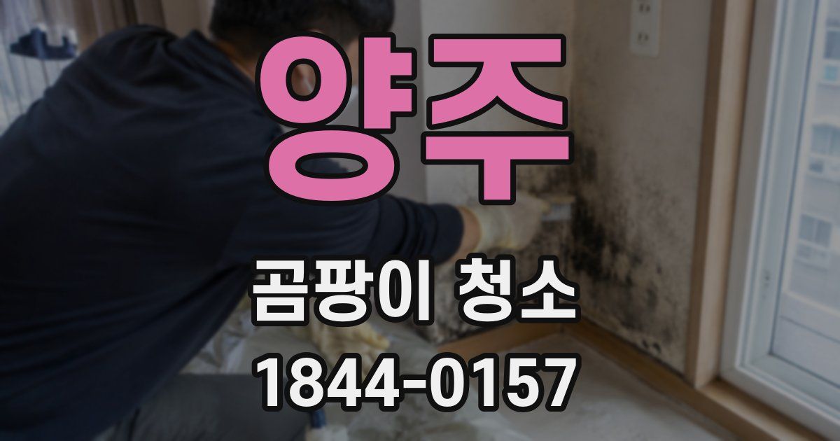 양주 곰팡이 청소