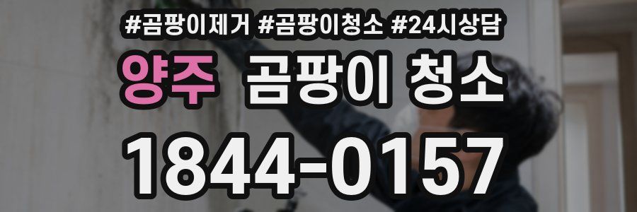 양주 곰팡이 청소