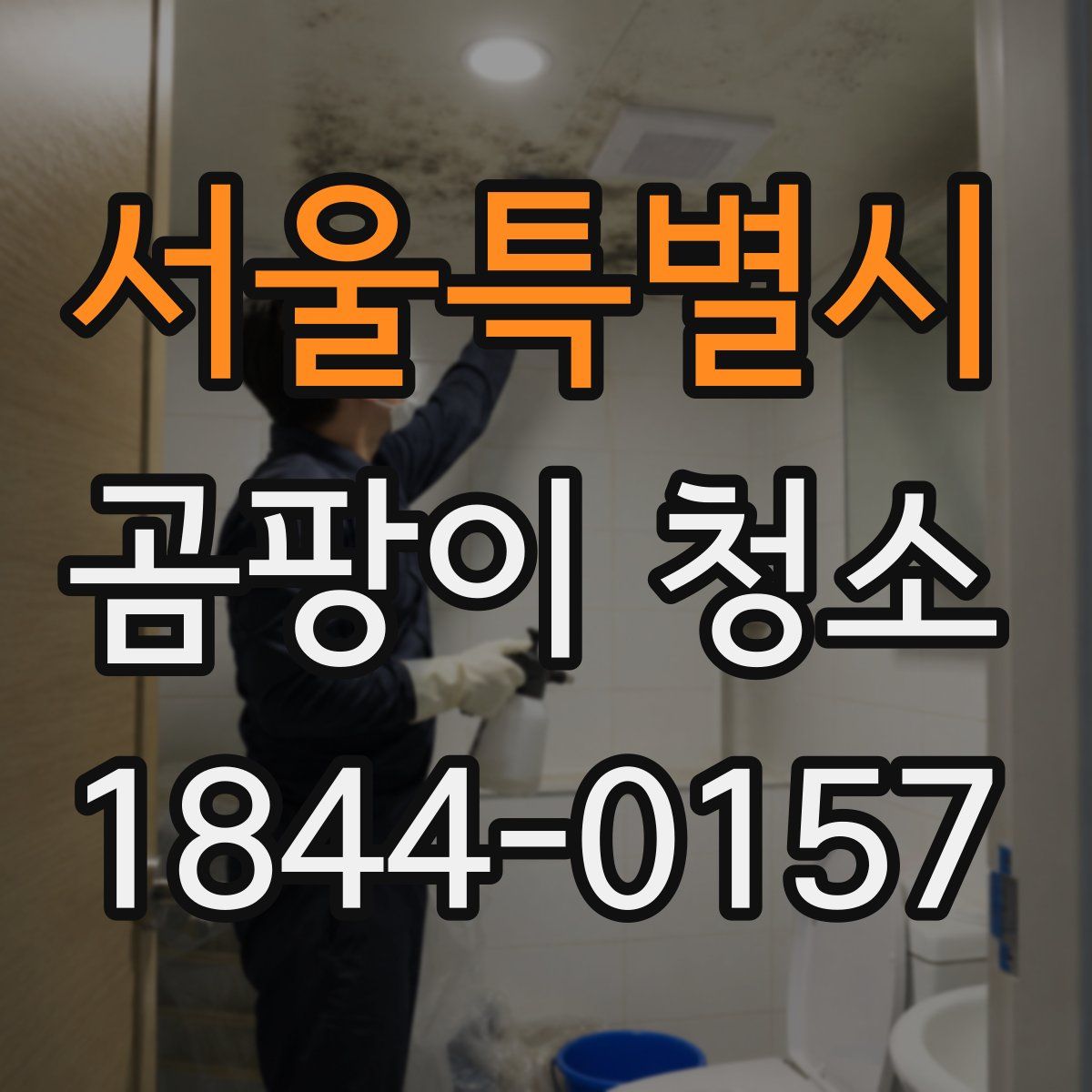 서울특별시 곰팡이 청소
