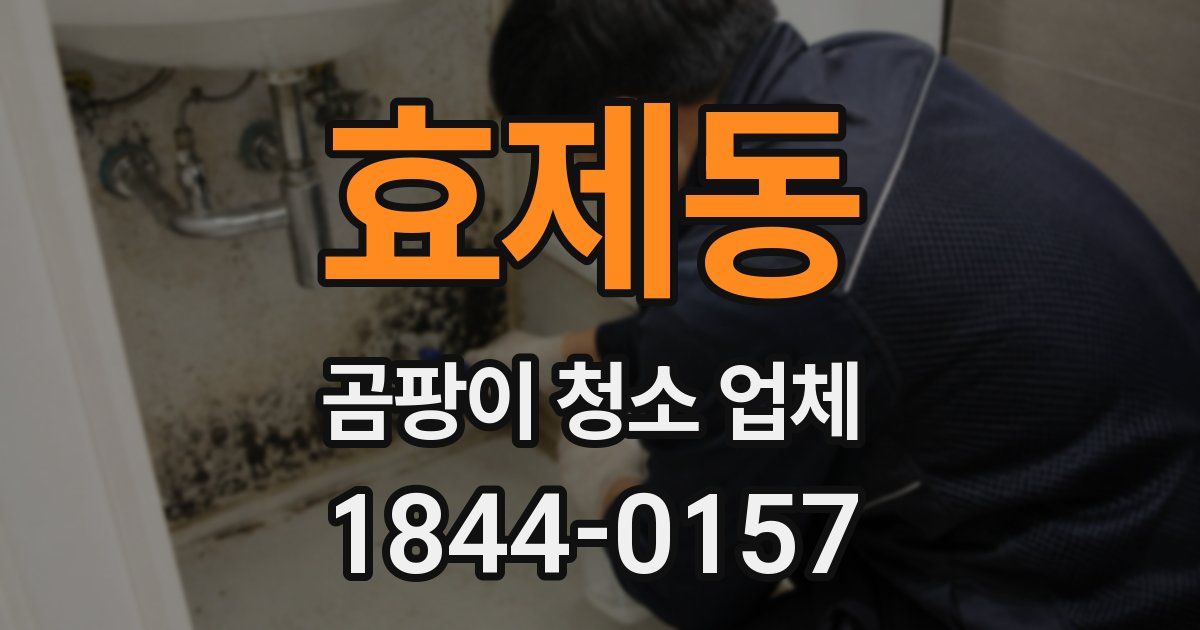 효제동 곰팡이 청소 업체