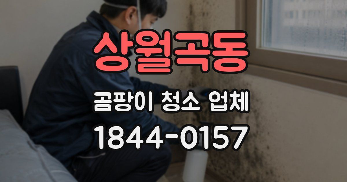 상월곡동 곰팡이 청소 업체